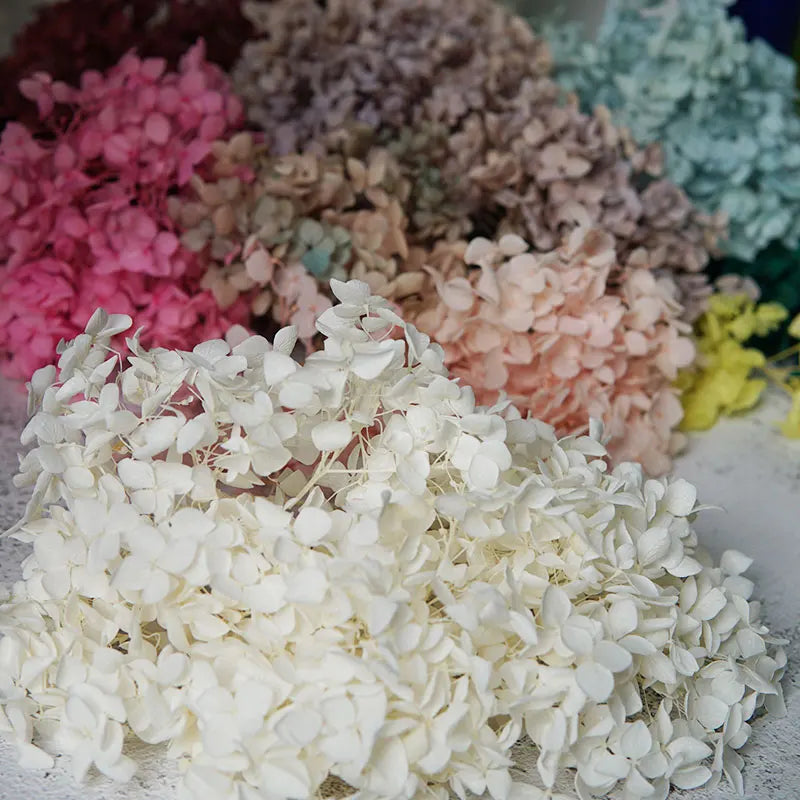 Preserved Hydrangea Flower Heads for Crafts and Home Decor