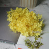 Preserved Hydrangea Flower Heads for Crafts and Home Decor