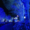 A nighttime scene featuring a pathway illuminated by dense blue string lights and trees covered in bright blue lights.