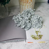Preserved Hydrangea Flower Heads for Crafts and Home Decor