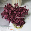 Preserved Hydrangea Flower Heads for Crafts and Home Decor