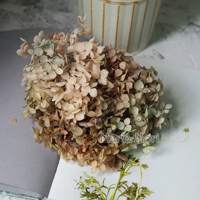 Preserved Hydrangea Flower Heads for Crafts and Home Decor