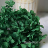 Preserved Hydrangea Flower Heads for Crafts and Home Decor