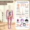 Detachable human body anatomy model showing organs bones and body parts like skull pelvis femur and heart