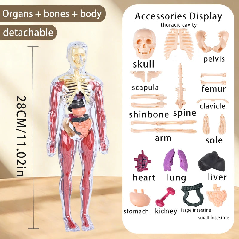 Detachable human body anatomy model showing organs bones and body parts like skull pelvis femur and heart
