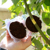 A hand holds a clear plastic rooting ball containing dark potting soil for plant propagation.