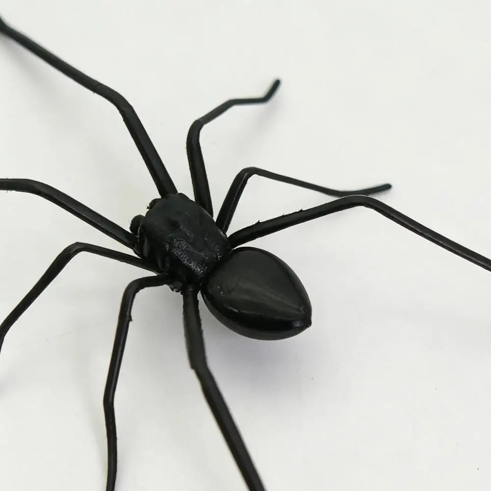 A realistic black spider with long legs is shown against a white background.