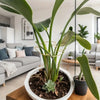 A large green monstera plant with large leaves is supported by a sturdy metal frame in a white pot.