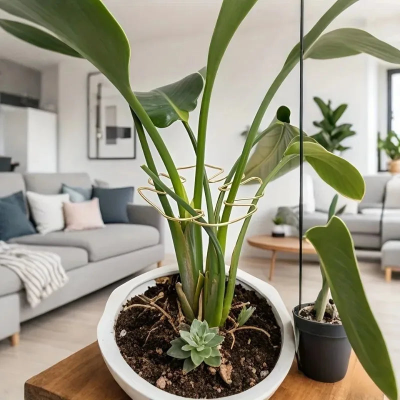 A large green monstera plant with large leaves is supported by a sturdy metal frame in a white pot.