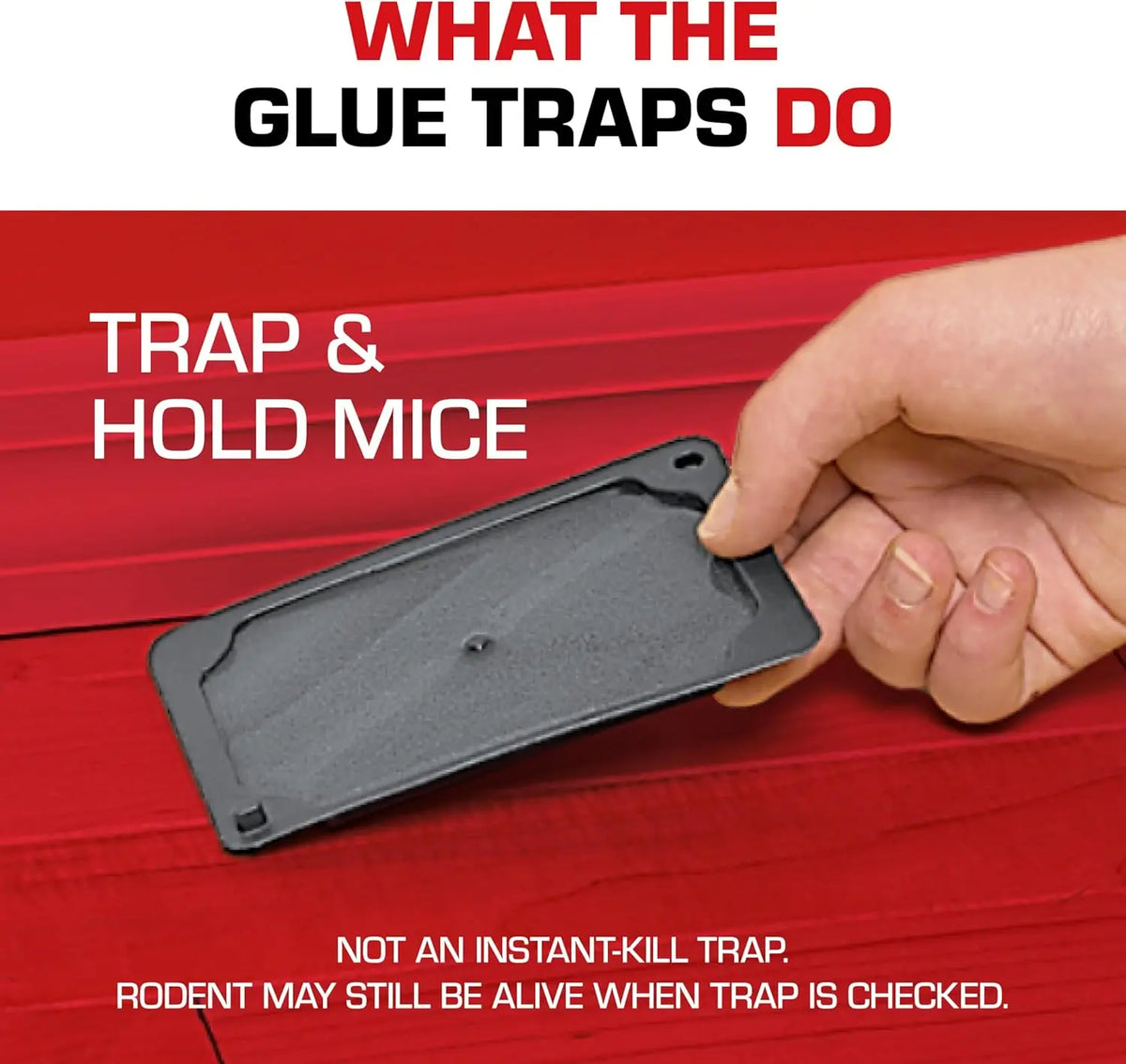 A hand holds a black glue trap designed to trap mice and household pests.