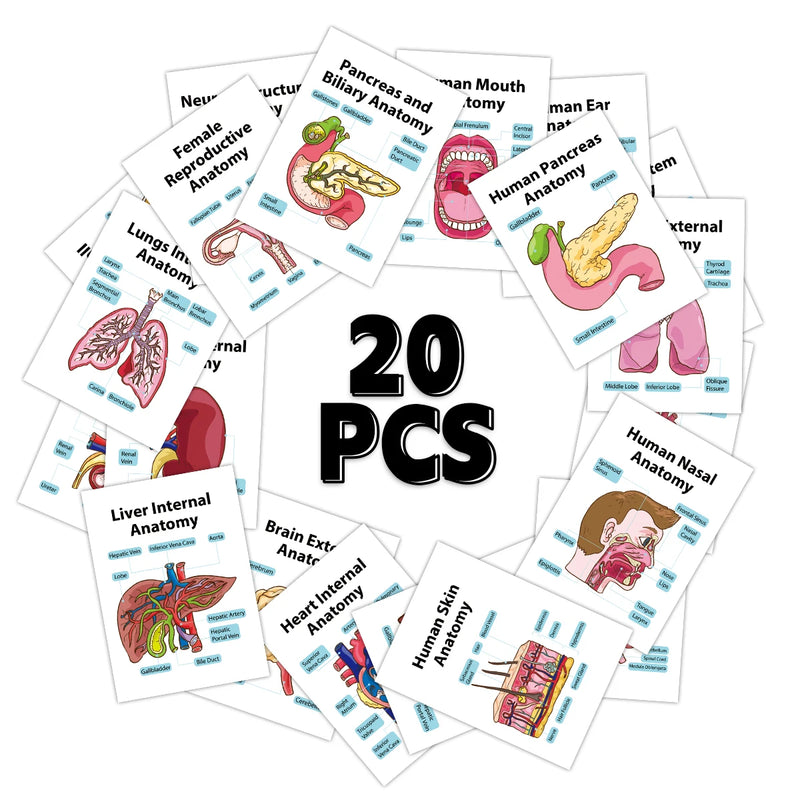 Human Anatomy Flash Cards - 20-Piece Study Set