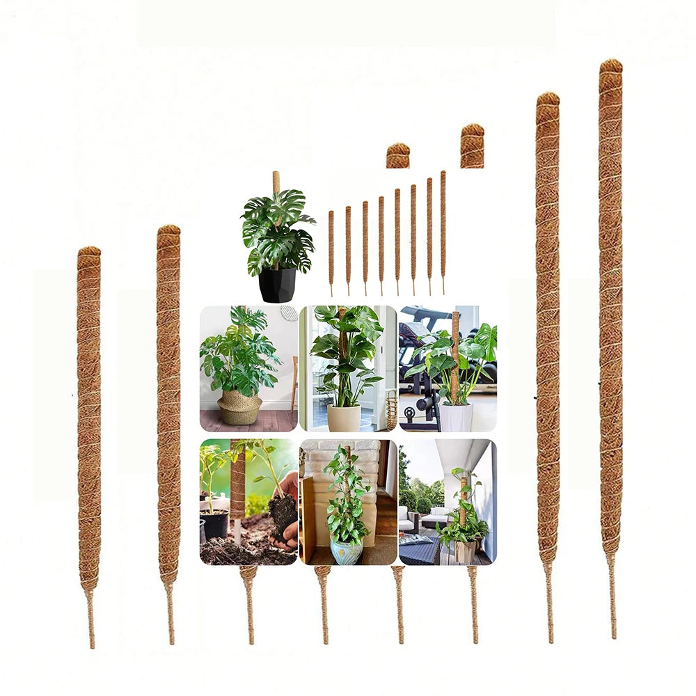 A collection of natural coir moss poles of various heights and diameters used for climbing plants.