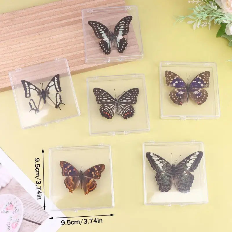 A collection of real butterfly specimens displayed in clear protective plastic frames on a light yellow background.