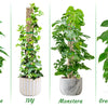 Four potted climbing indoor plants: Money tree, Ivy, Monstera, and Green pineapple.