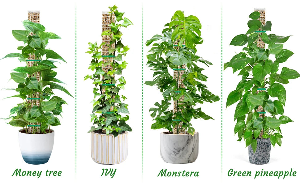 Four potted climbing indoor plants: Money tree, Ivy, Monstera, and Green pineapple.