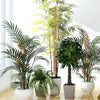 A collection of climbing plants with natural coir moss poles growing in white pots.