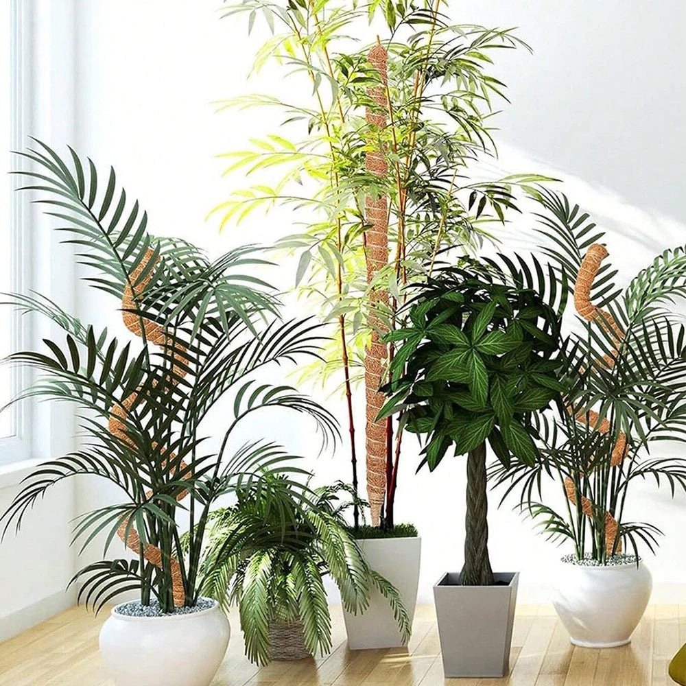 A collection of climbing plants with natural coir moss poles growing in white pots.