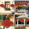 Red artificial morning glory flowers hanging in baskets on a stucco wall and a wooden porch.