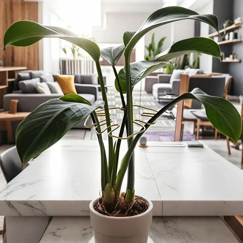 A large green monstera plant with broad leaves is supported by a sturdy metal frame on a white table.