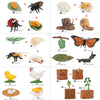 A wooden life cycle learning board showing various insect and plant stages like egg, larva, pupa, and adult forms.