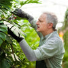A man wearing protective gloves is inspecting a plant with cut-resistant arm sleeves.