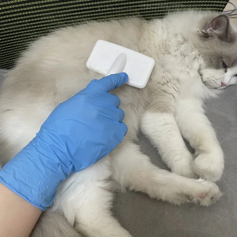 A hand wearing a blue nitrile glove is gently touching the face of a white and gray cat.
