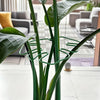 A close-up of a sturdy metal Monstera plant support frame with green leaves in a modern indoor setting.