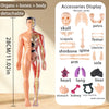 A full-body, detachable anatomical model showing organs, bones, and body structure in a translucent pink color.