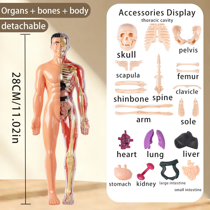 A full-body, detachable anatomical model showing organs, bones, and body structure in a translucent pink color.