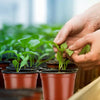 A hand is gently holding a seedling in a terracotta pot among many green plants.