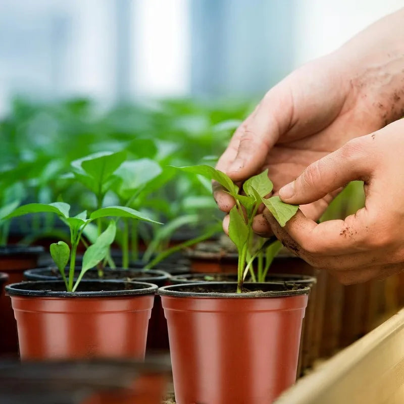 A hand is gently holding a seedling in a terracotta pot among many green plants.