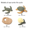 A set of wooden models illustrating different stages of a sea turtle life cycle, including an adult turtle and an egg.
