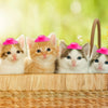 Five adorable orange and white kittens wearing miniature pink cowboy hats