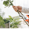 A person is using a stainless steel garden pruning shear with a safety lock to trim green foliage.