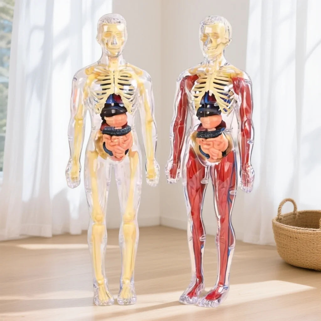 A clear plastic model of the human skeleton with internal organs visible, standing upright.