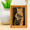 Funny Cat Fridge Magnet – Silly Cat Fight Decoration for Kitchens