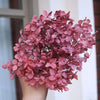Preserved Hydrangea Flower Heads for Crafts and Home Decor