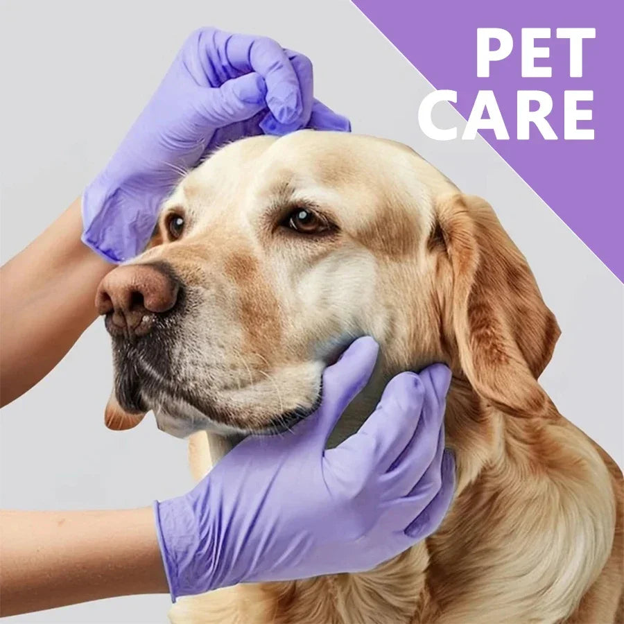 A person wearing purple nitrile gloves gently examines a dog's face.