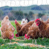 Brown hens pecking at the ground through a galvanized hexagonal wire mesh fence.