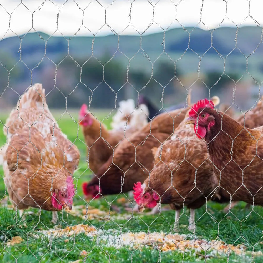 Brown hens pecking at the ground through a galvanized hexagonal wire mesh fence.