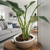A large green monstera plant with long leaves is displayed in a white pot on a wooden table.