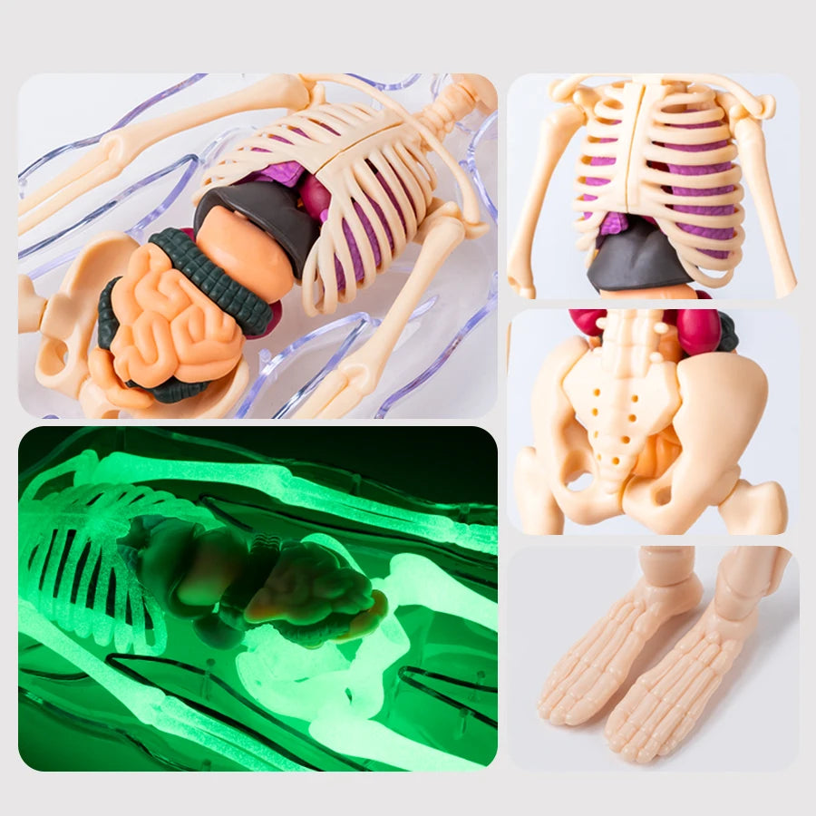 An interactive anatomy model showing skeletal and muscular systems, including a torso, limbs, and detailed internal structure