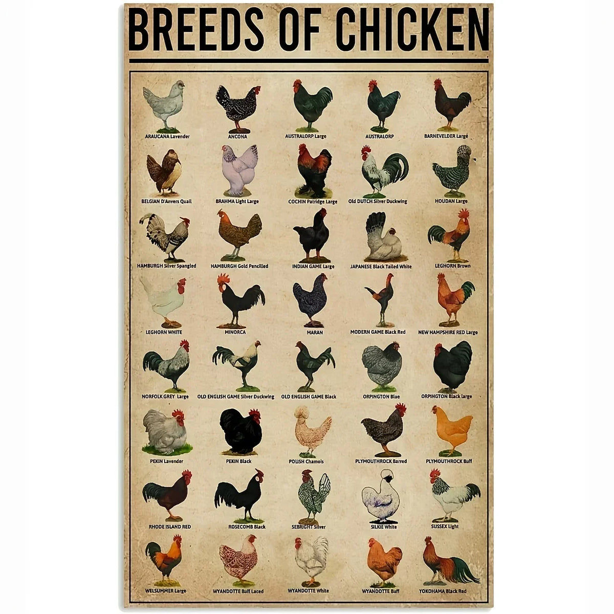 Retro Funny Chicken Farm Metal Sign for Kitchen and Coop