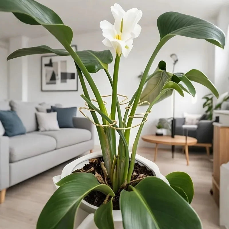 A large white orchid plant with broad green leaves and a sturdy metal support frame in a modern living room.