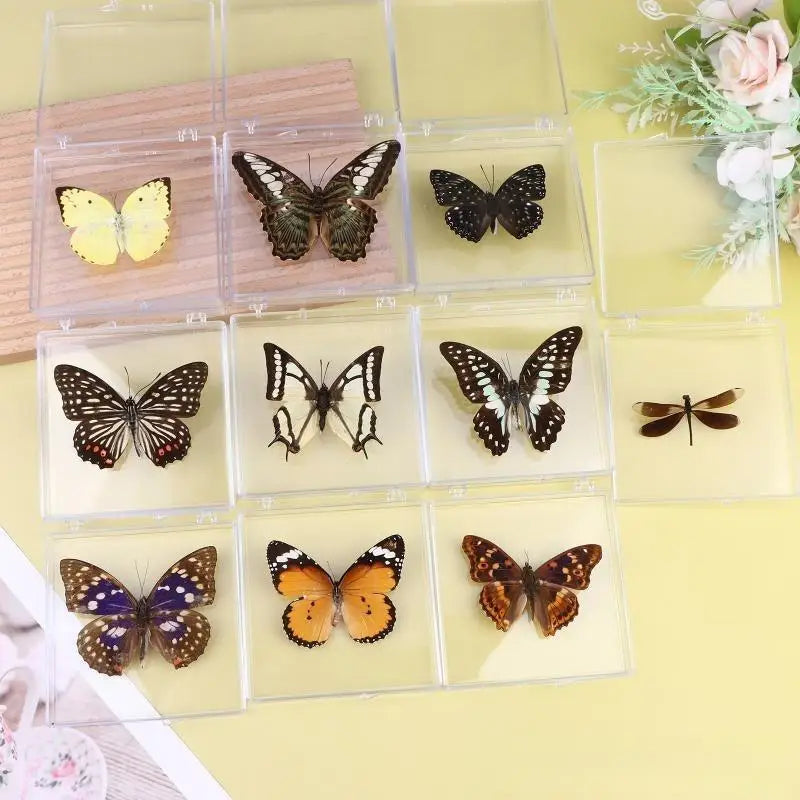A collection of real butterfly specimens displayed in clear, protective glass frames on a light yellow background.