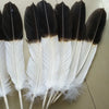 A set of twelve rare two-color eagle tail feathers, featuring black and white plumage.