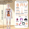 A clear, detachable model of the human body showing organs, bones, and muscles for educational display.