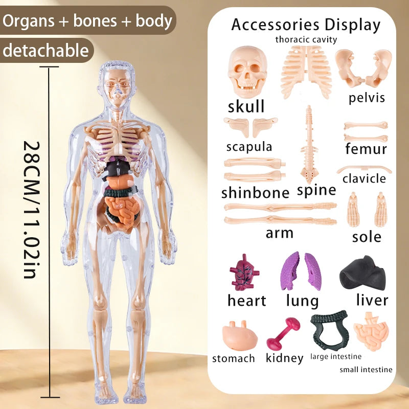 A clear, detachable model of the human body showing organs, bones, and muscles for educational display.