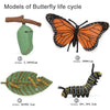 A set of wooden models illustrating the butterfly life cycle, including an insect, a butterfly, and a leaf.