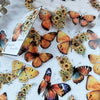 Butterfly & Flower Decorative Sticker Pack (30-Piece Set)
